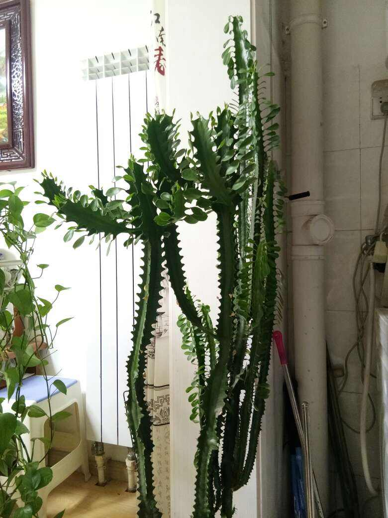 因为龙骨花这种花卉是比较泼辣的,很容易打理,养护的时候浇水就比较