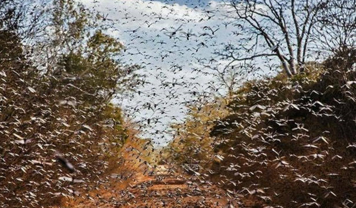 4000亿蝗虫袭击印度70万大军口粮被吃光莫迪请求巴基斯坦停战