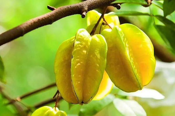 4,平价又好吃的水蜜桃,一到夏季就称霸水果市场,个头像拳头那么大,甜