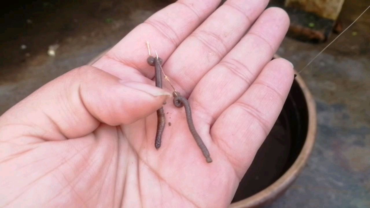 蚯蚓钓鱼学会这样挂漂都不用调直接跑铅有口必中