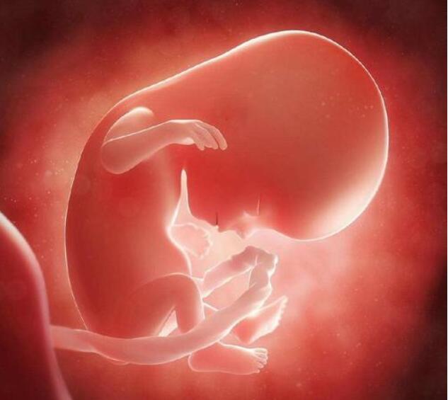 胎儿三个半月有多大图片