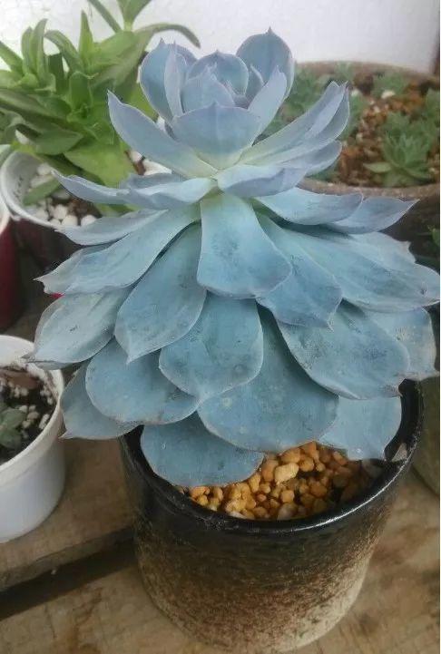 6款蓝色系多肉长得高冷又仙气让人爱不释手