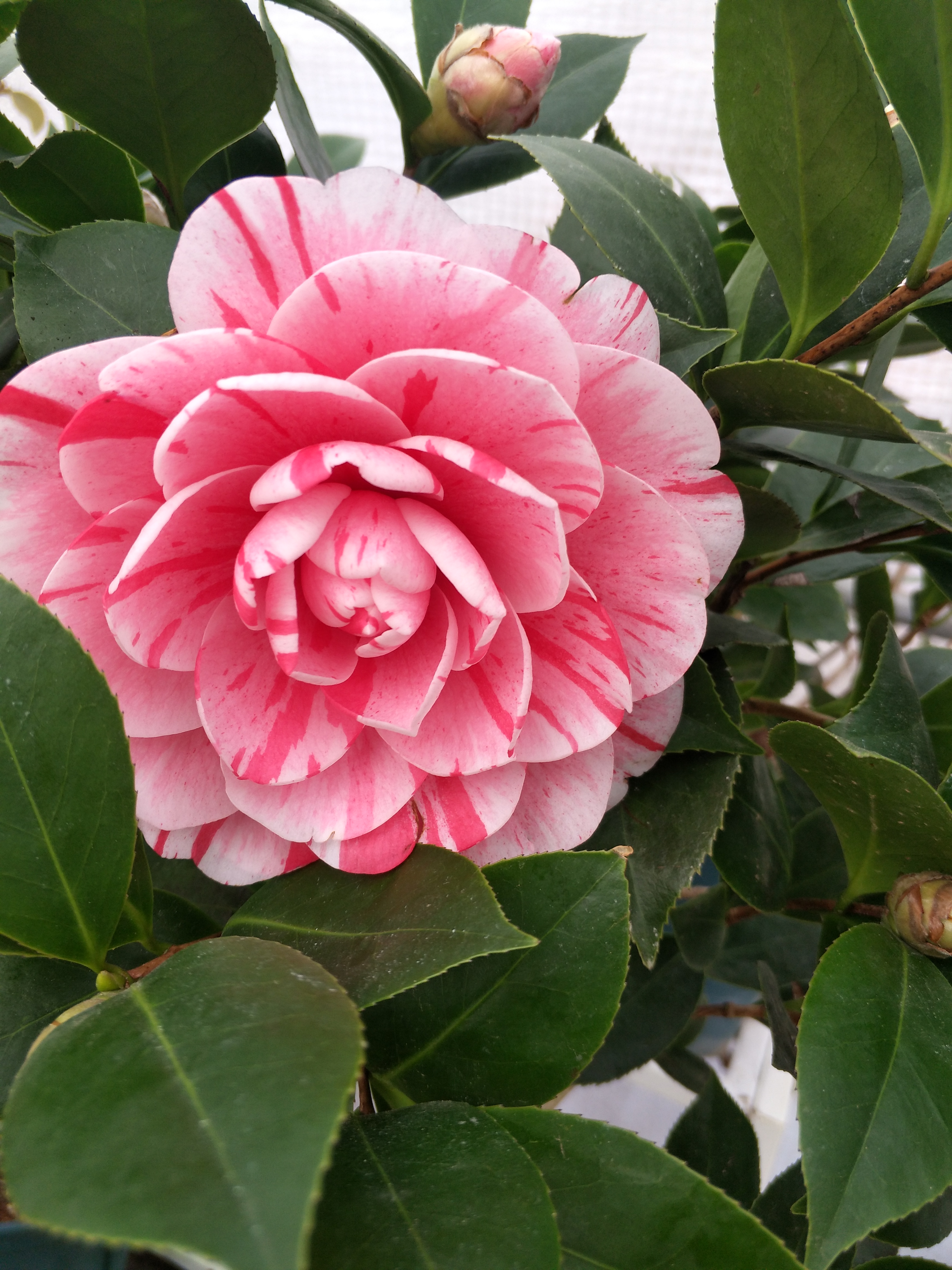 茶花花苞不见长二月份了还没开几点养护跟得上不愁不开花