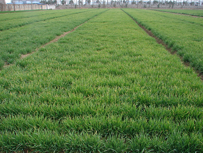冬大麦春季田间管理技术