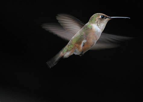 flap 相当于扑棱翅膀flutter 相当于飞快地振动翅膀关于这两个单词更