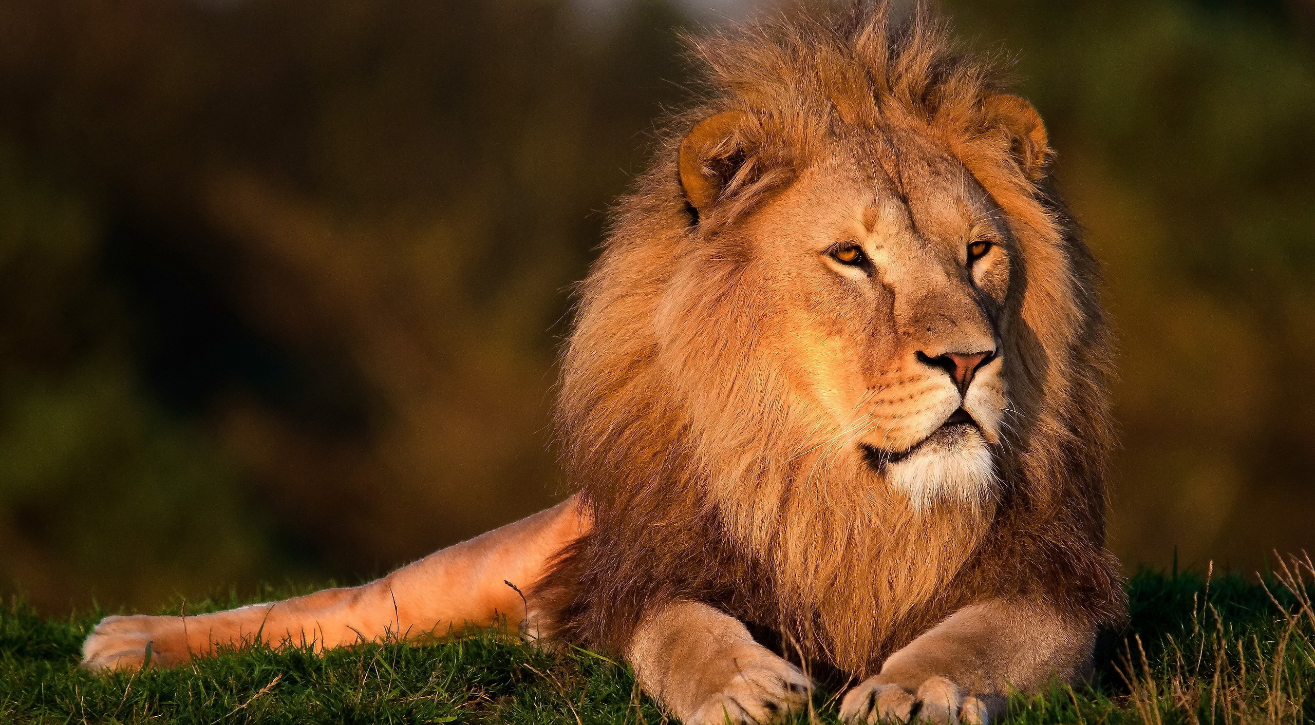 一头壮年的非洲雄狮至少能杀死几头东北虎