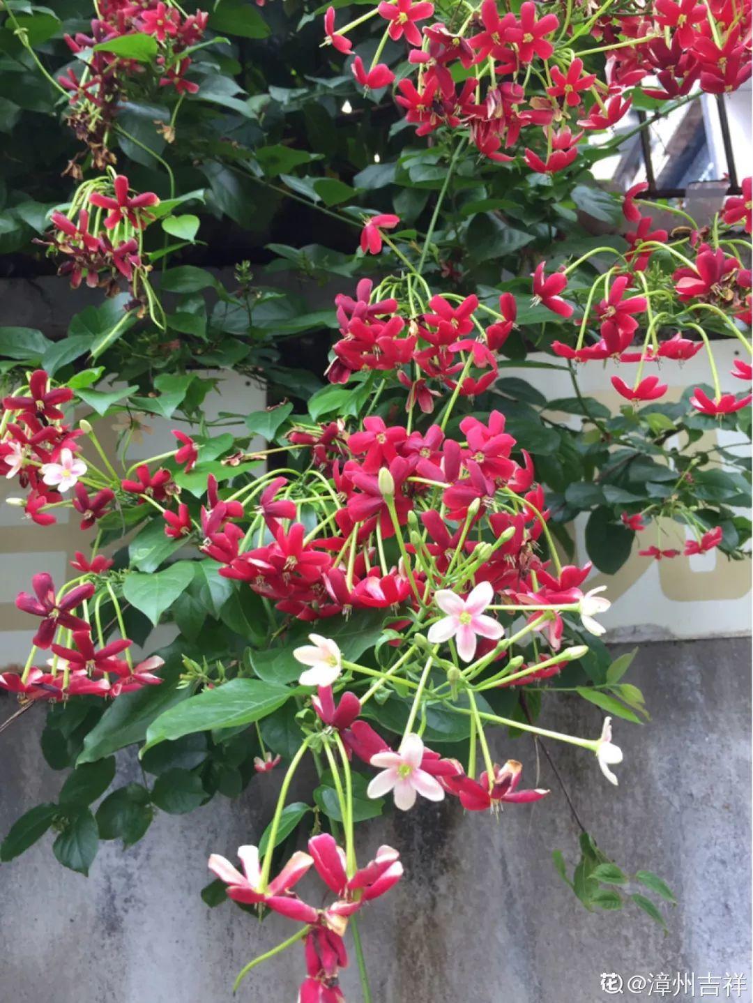 20种爬藤花早春种一棵能开满整个花架