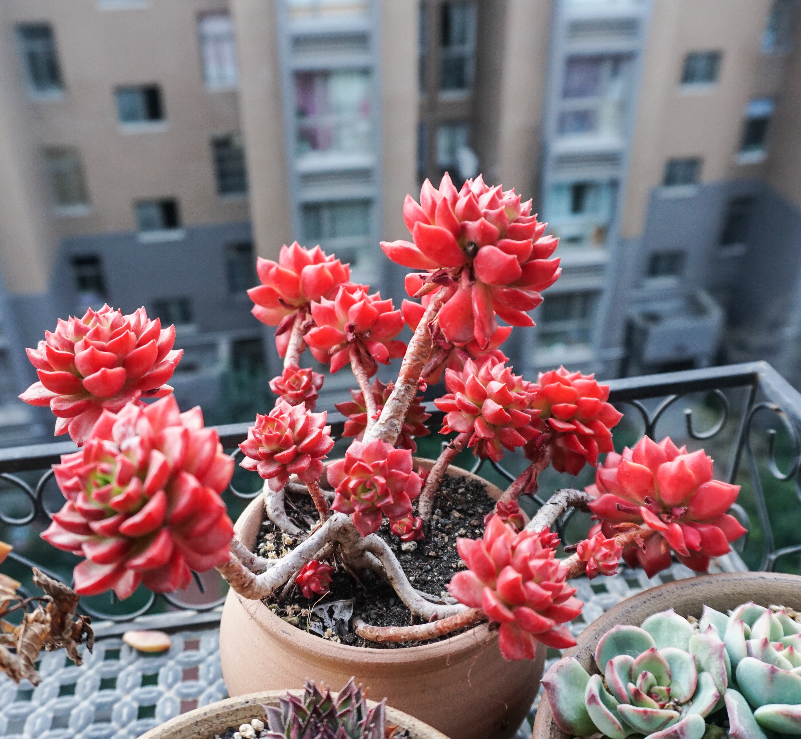 多肉蒂亚冬季的正确养殖姿势