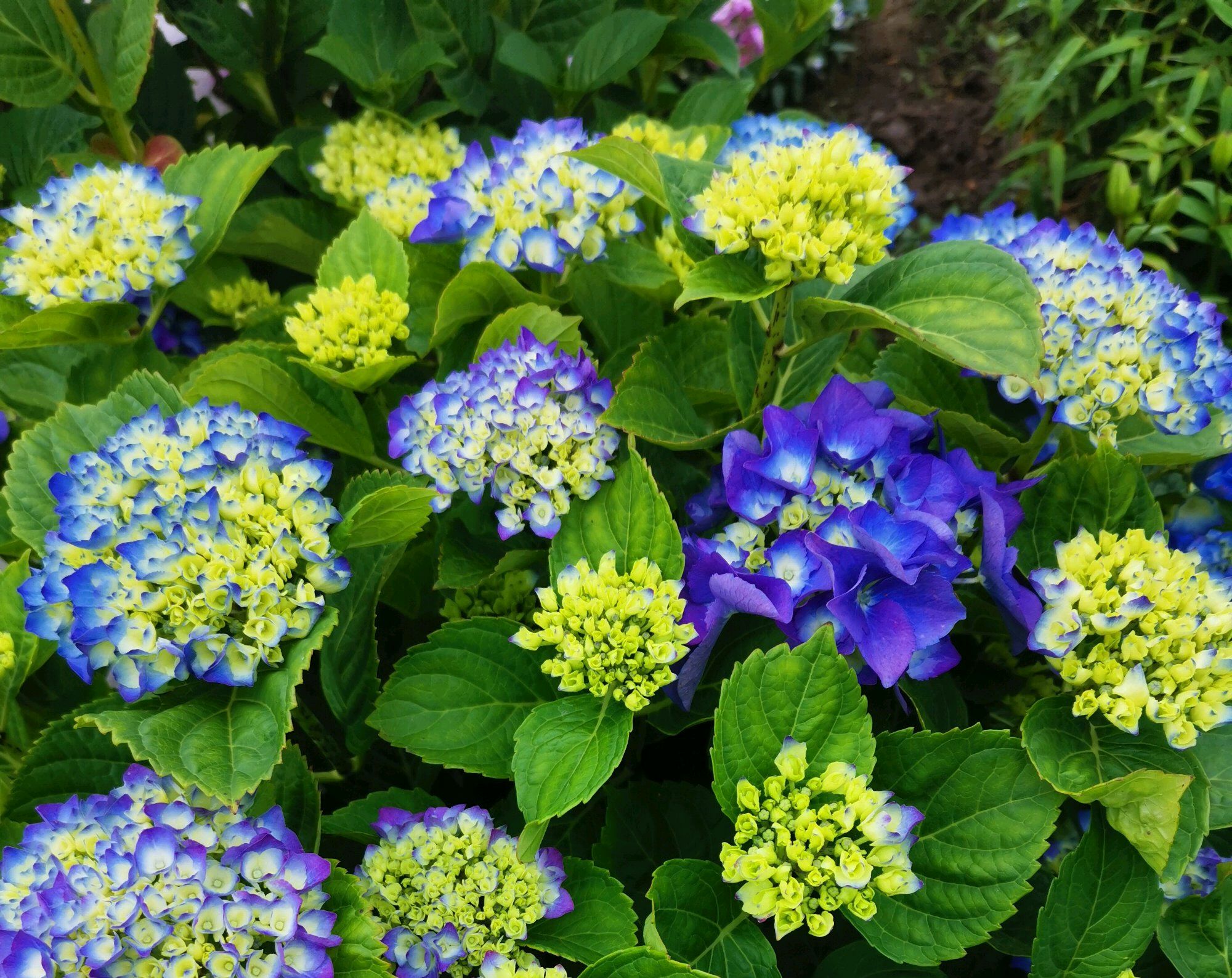 买的绣球花立春以后冒出来了很多新芽怎么修剪保证后期开花爆盆