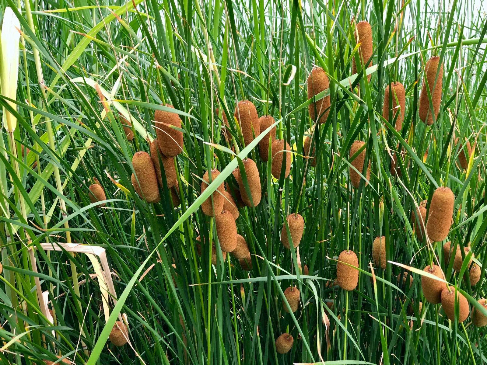 很多人觉得香蒲长在稻虾田里是个害其实香蒲浑身都是宝