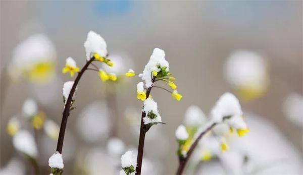 #中国农科新闻网#倒春寒要来抓紧防护，降低农业生产损失