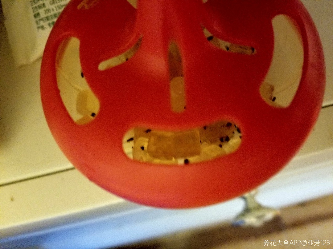 花盆里都是小飞虫挂个黄纸板虫子少一半