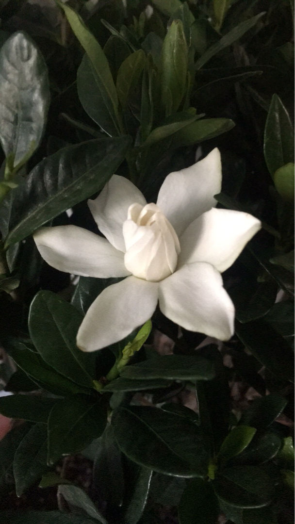 阳台养盆香香花推开门满屋子飘香比空气清新剂好使