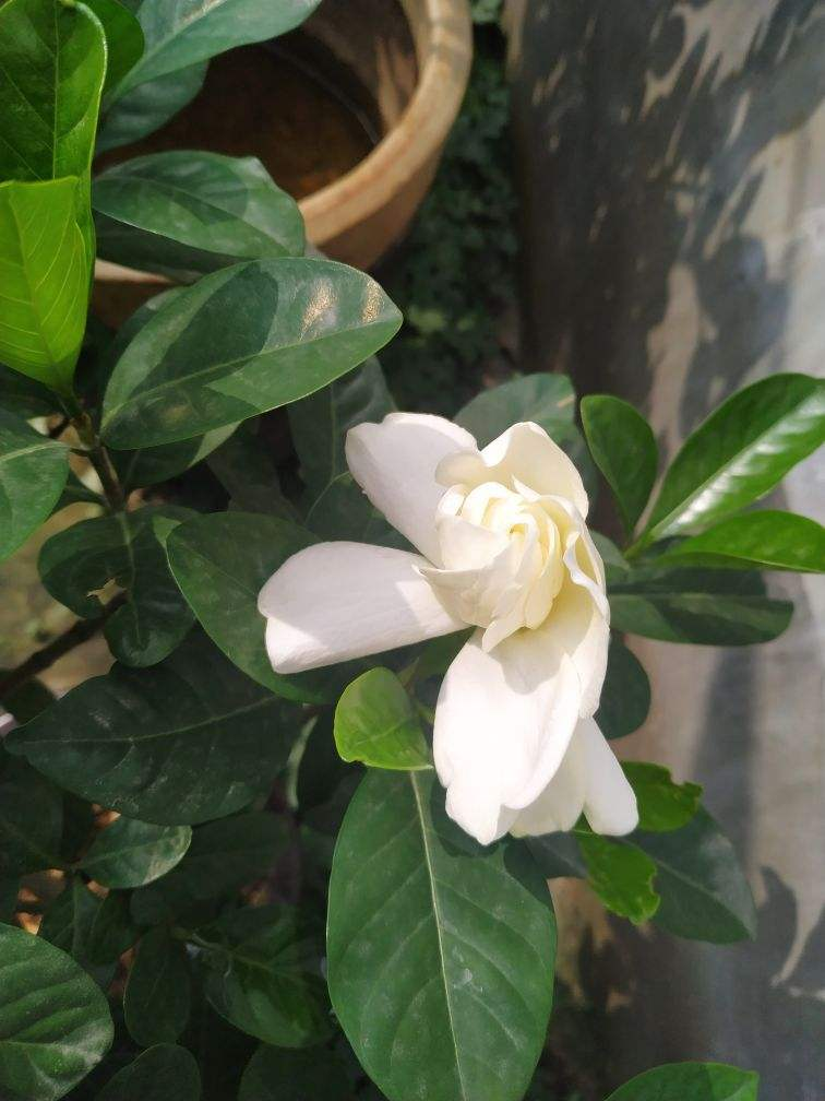 阳台养盆香香花推开门满屋子飘香比空气清新剂好使