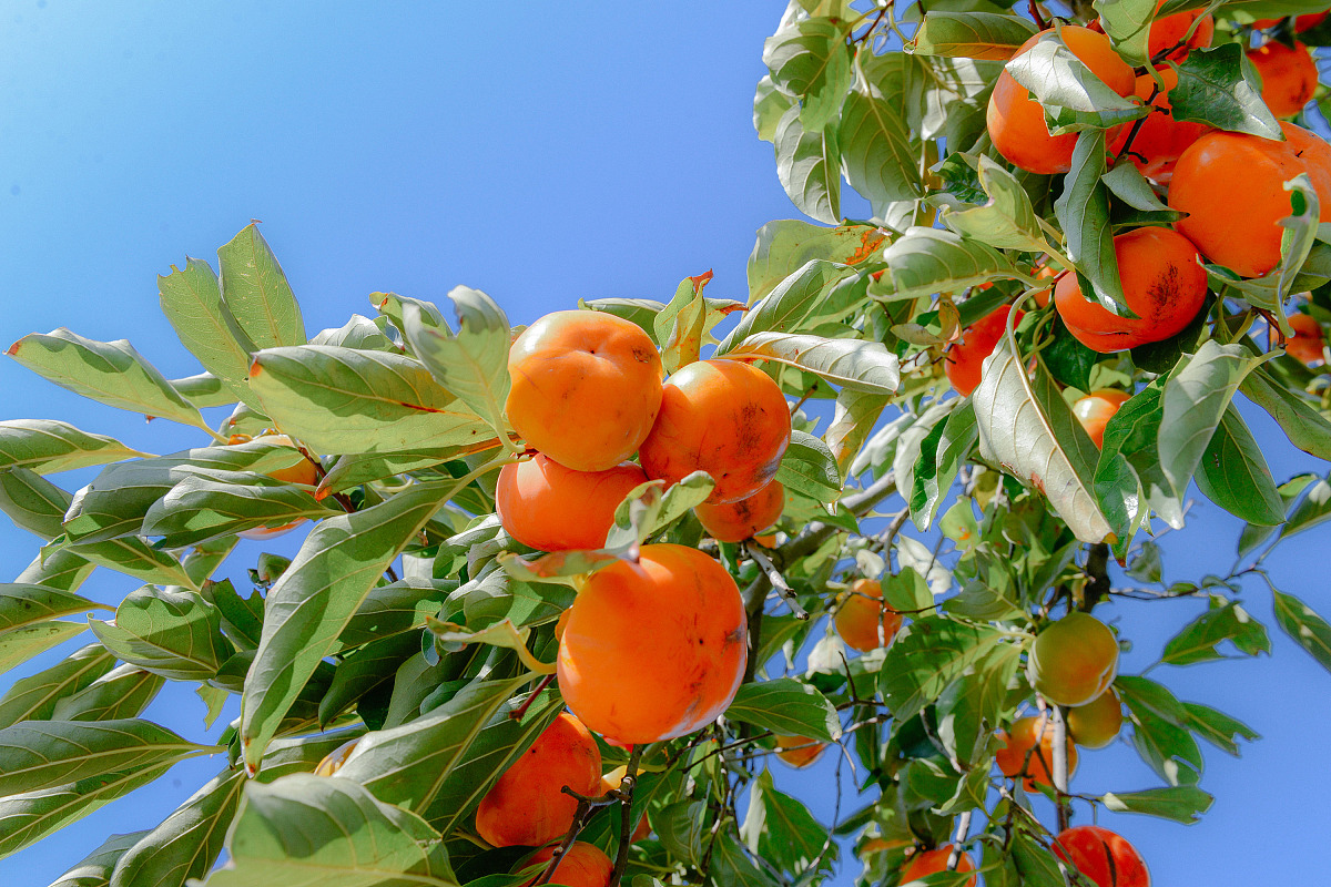柿子成熟的样子图片