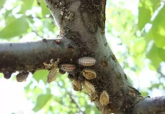 "七月鲜"枣园春季管理方案,这些技巧必须知道!每位枣农都应该看看