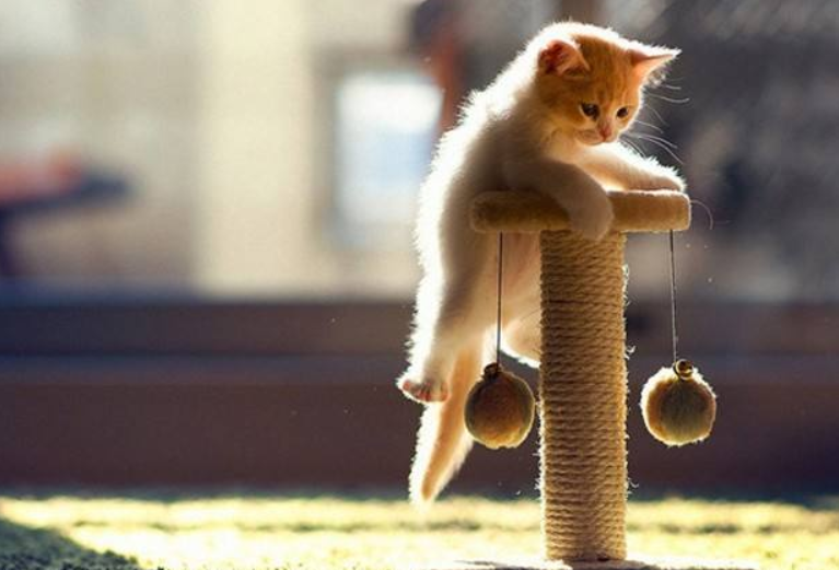 宅在家的这段日子,正好调整猫咪的生物钟习惯