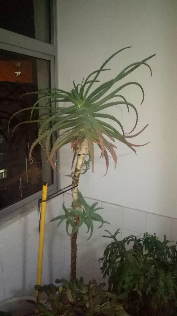 25年的芦荟长成胳膊粗大老桩年年开出吉祥花