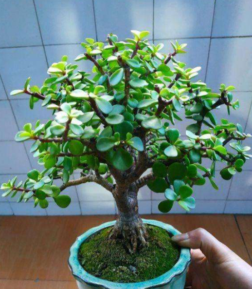 金枝玉叶快速变老桩多亏这几个小动作一冬就窜成大树