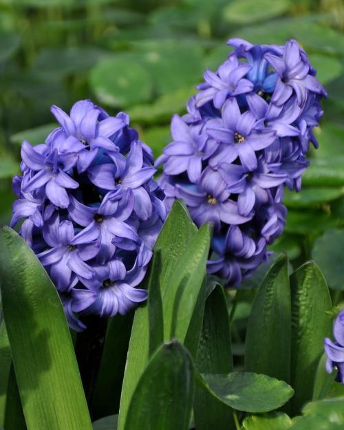 风信子夹箭烂球根那是几点没做好开花都没指望