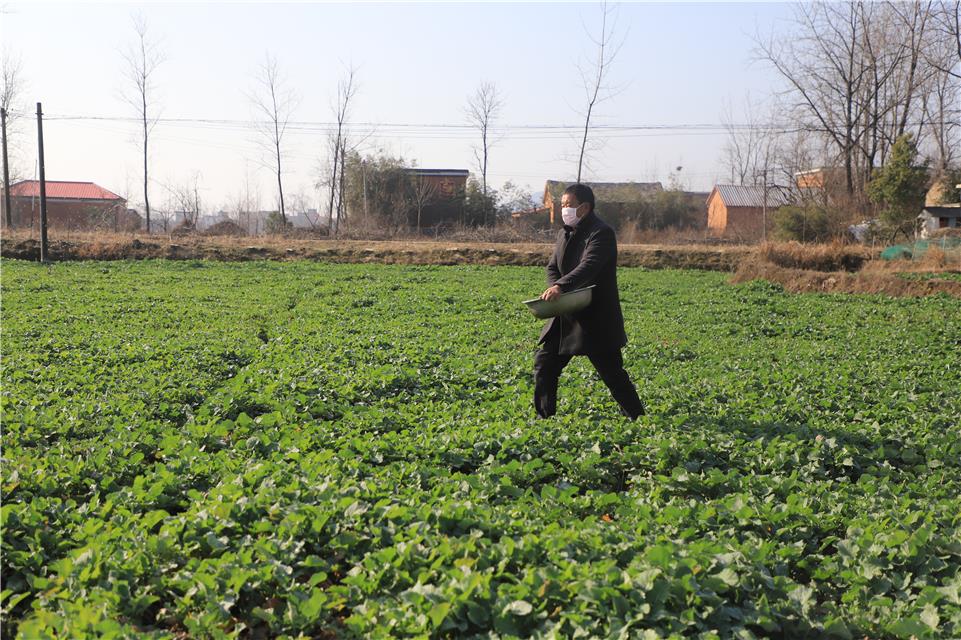 满仓种养殖合作社负责人蒋雨合正在给油菜施肥