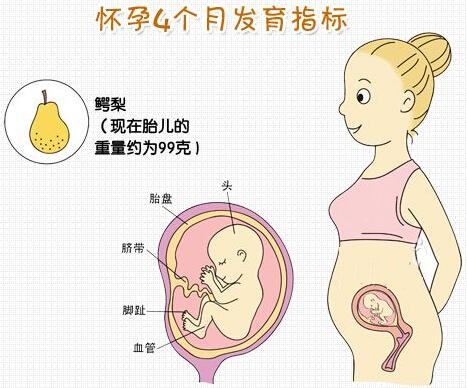 孕中期胎宝宝每月变化大,孕妈妈饮食和营养补充要科学地侧重