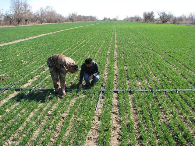 种植小麦所有的病虫害防治河南好多地方都这样做建议收藏