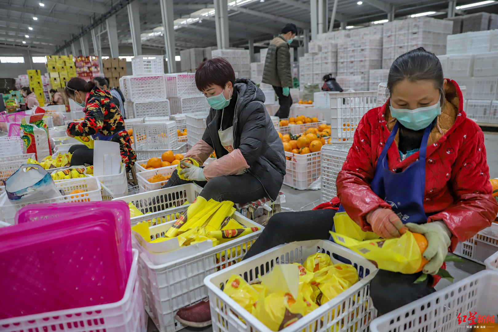 水果加工厂内工人正在进行包装成都市蒲江县寿安镇五会村叶菜家庭农场