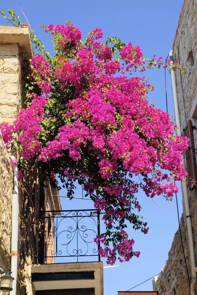 老家有院子适合养2种花都是爬墙高手开花多超漂亮