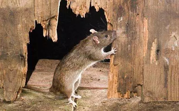 有没有和我一样的什么都不怕只怕老鼠怕到骨头里去了