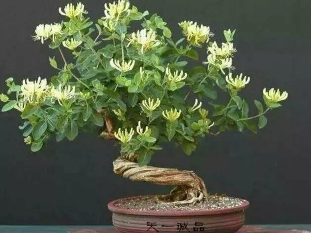 医生都爱养的金银花3年老桩开花香还能泡水喝