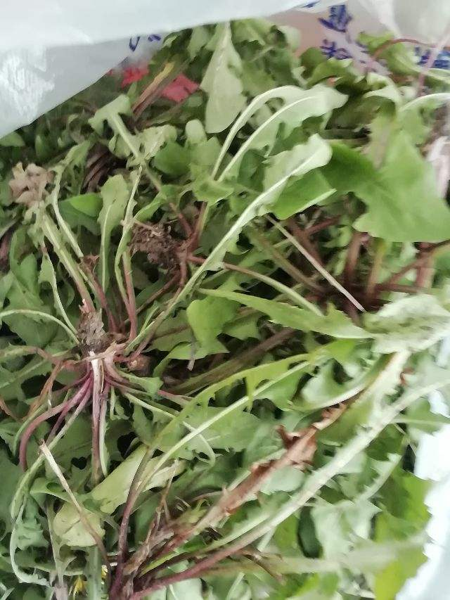 春天野菜蹭蹭冒房前屋后都在长半袋子就能炒盘菜