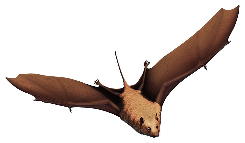 最古老蝙蝠5000万年前就已经飞上天空