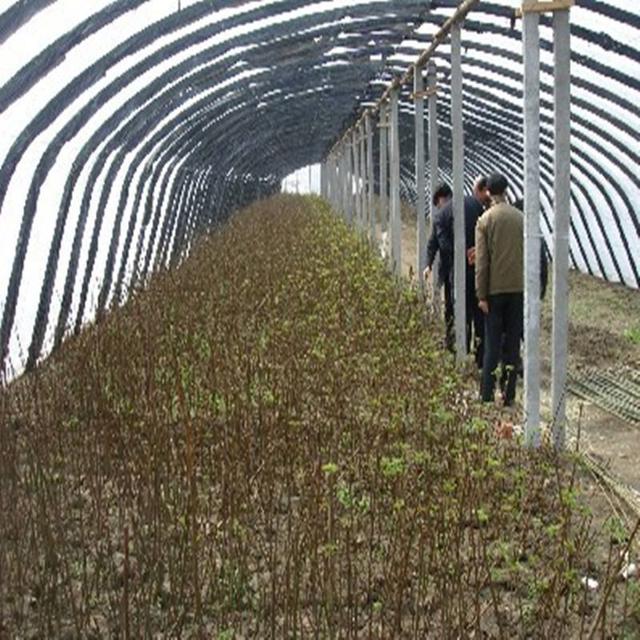 大棚香椿种植高产技术从育苗到采收建议收藏