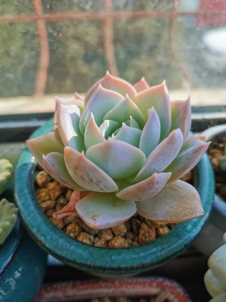 洗眼睛系列——凝脂莲,买回来四头,现在九头,虽然一直绿绿的,还是怎么