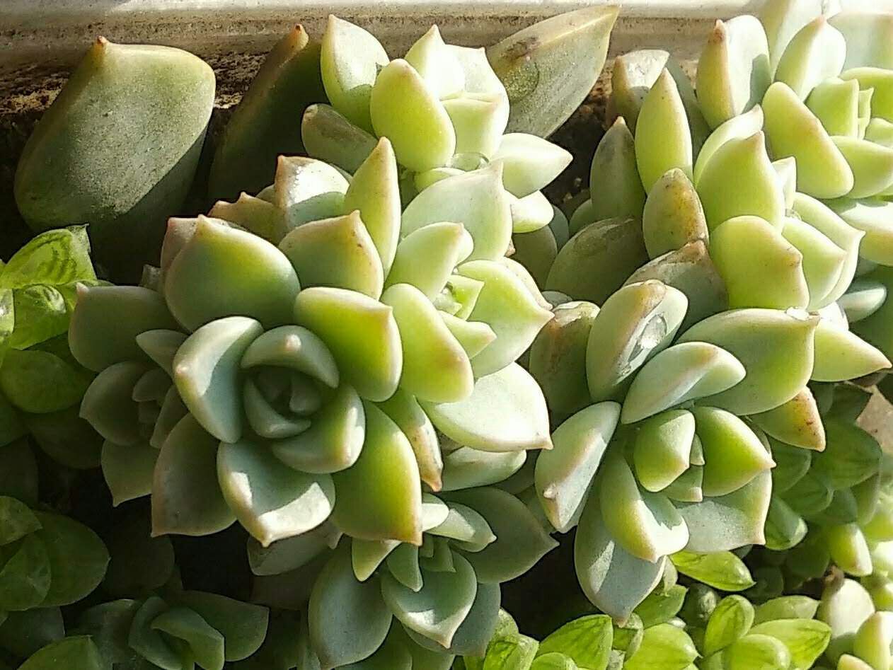 足不出户在家栽种可爱的多肉植物白牡丹