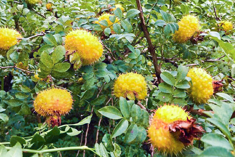 刺梨外形扁圆金色的果皮上长满了小刺,形似一个小刺猬,别说是吃了