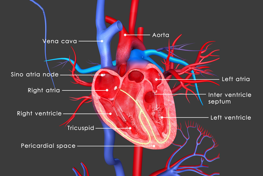 心脏解剖示意图