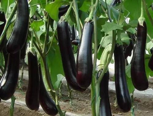 种植茄子浇水太多就会造成着色不好听听农艺师怎么说