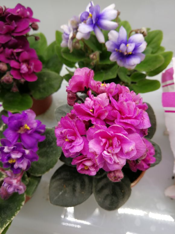 品种很多,花色繁杂,养起来简单,最关键的是非洲堇的花期很长,可以达到