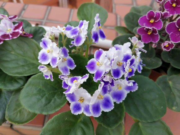 非洲堇全年开花典型爆花品种想要开花多这2点是关键