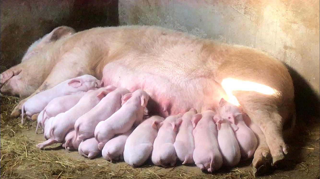 疫情防控时期不能采购猪饲料导致猪食紧缺正是乳猪哺乳期