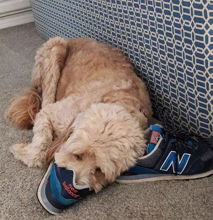 狗狗为什么对主人的鞋子情有独钟