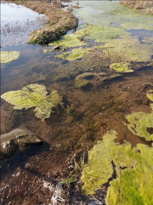 底层青苔孢子水下青苔水面青苔这里有详细的防治青苔攻略