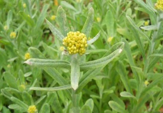 山上常见的黄花杂草原来还是个宝有人专门种了卖大价钱