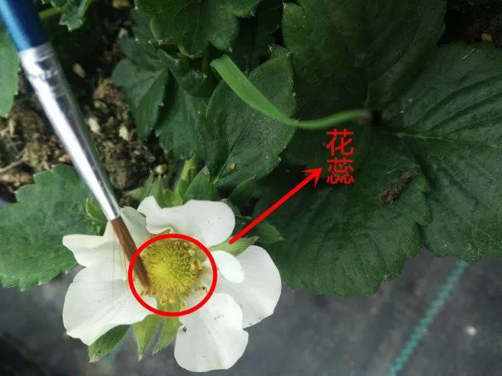 开花后大约1个月左右,草莓会完全变红,这时就是熟透了,可以