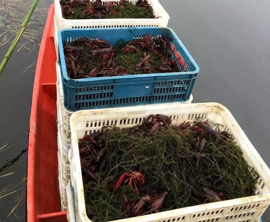 疫情后小龙虾市场将如何多大的困难都要挺住