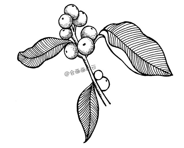 画画太难不急不躁画完这波你的线描可以入门了