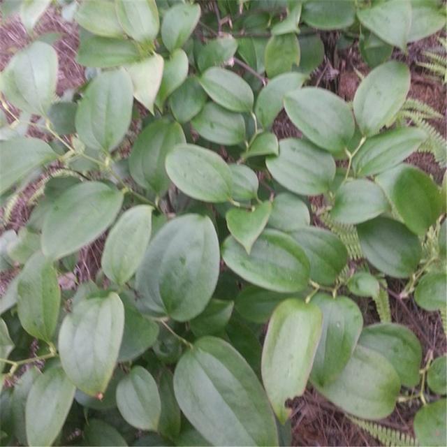 找一块空地养金刚藤叶子嫩绿攀爬快块茎价值高作用多