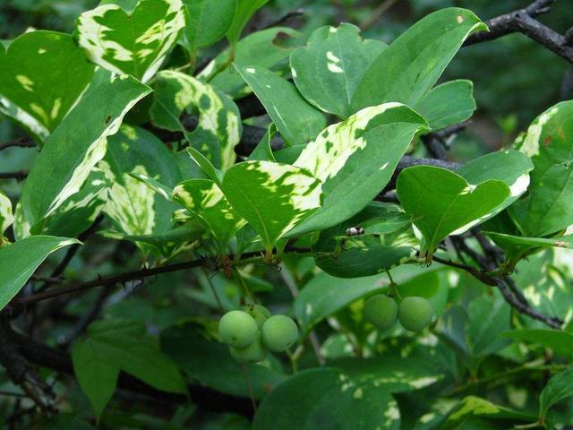 找一块空地养金刚藤叶子嫩绿攀爬快块茎价值高作用多